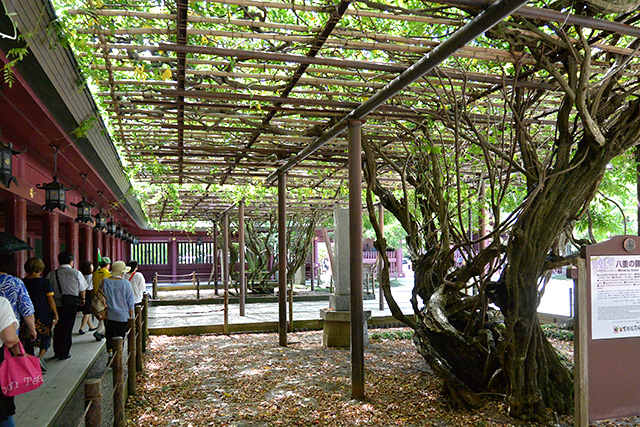 笠間稲荷神社・八重の藤