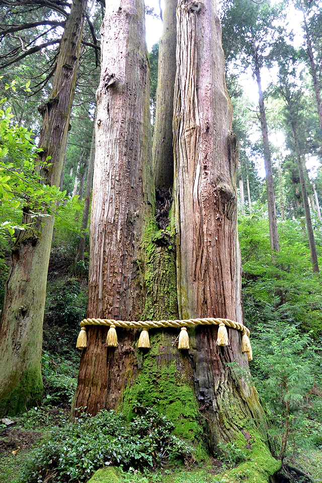 御岩神社・ご神木の三本杉