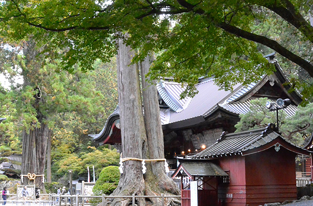 北口本宮冨士浅間神社の夫婦桧と太郎杉