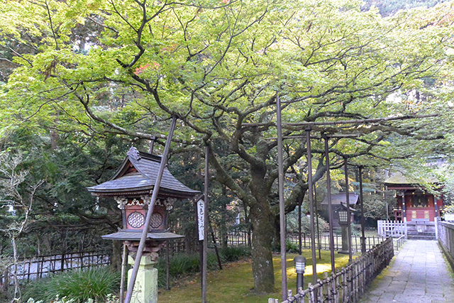 北口本宮冨士浅間神社の七色もみじ