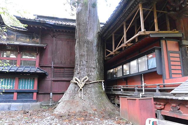 北口本宮冨士浅間神社の二郎杉