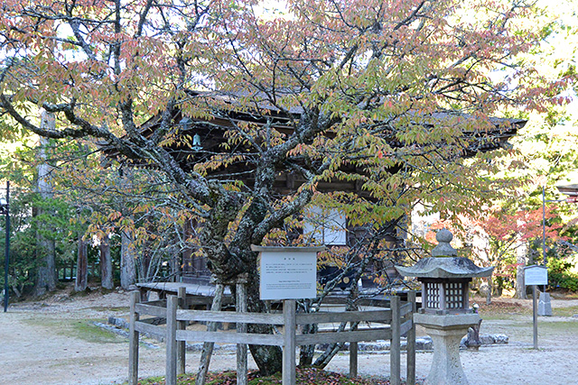 高野山・西行桜