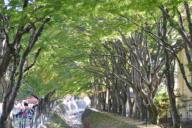 河口湖・もみじ回廊