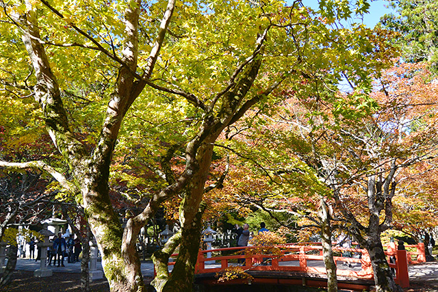 奥之院の紅葉