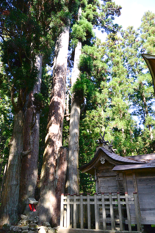 高倉神社・本殿と杉の木