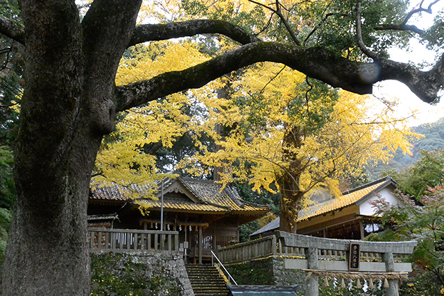 事任八幡宮のシンボル大楠