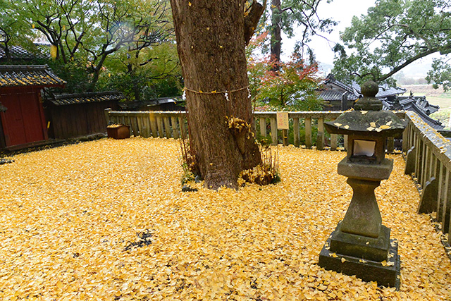 事任八幡宮・イチョウの絨毯