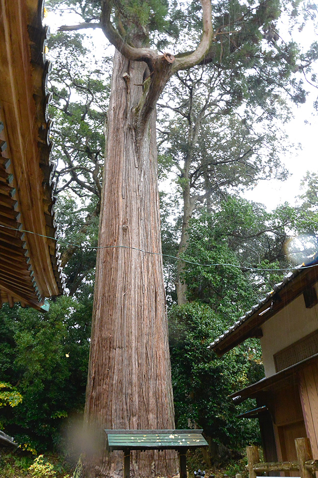 事任八幡宮・ご神木の大杉