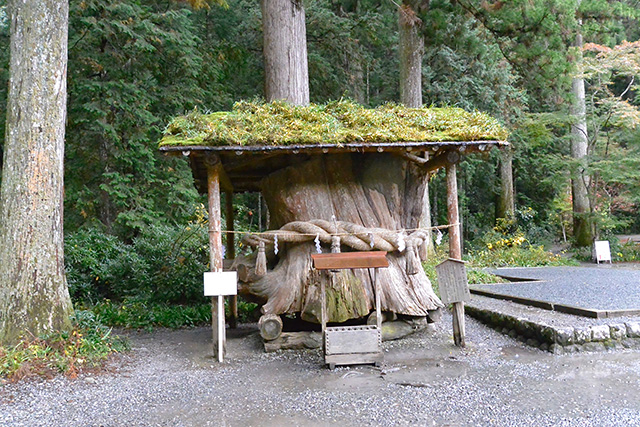 小國神社・ご神木だった大杉の根株