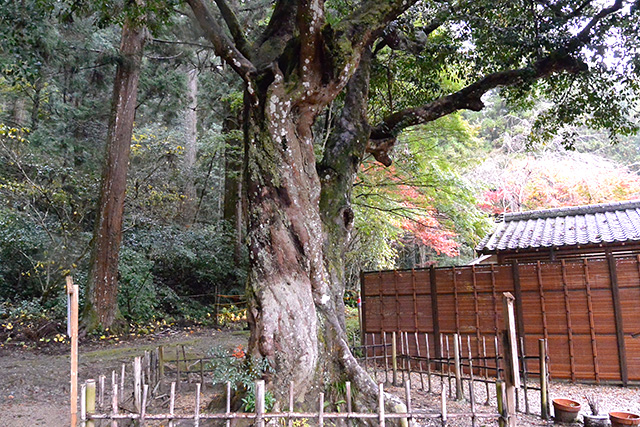 小國神社・ひょうの木（縁結びの木）