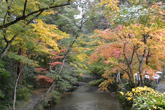 小國神社・宮川沿いの紅葉