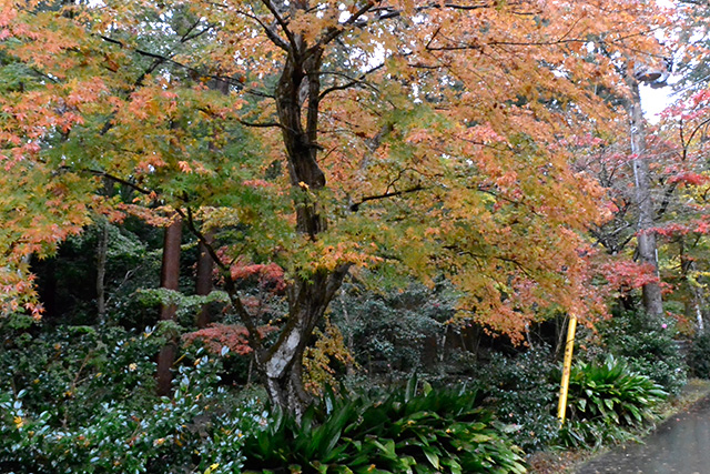 小國神社・宮川沿いの紅葉