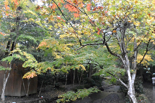 小國神社・宮川沿いの紅葉