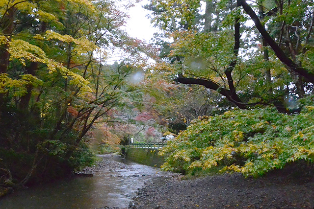 小國神社・宮川沿いの紅葉