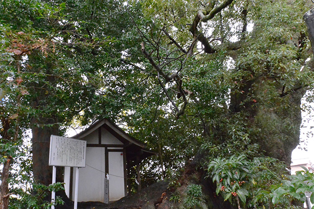 西光寺・梛の木と大楠