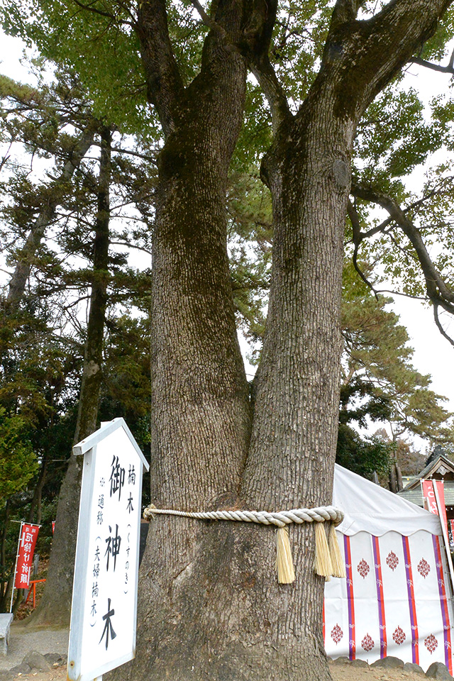 玉村八幡宮・楠木のご神木