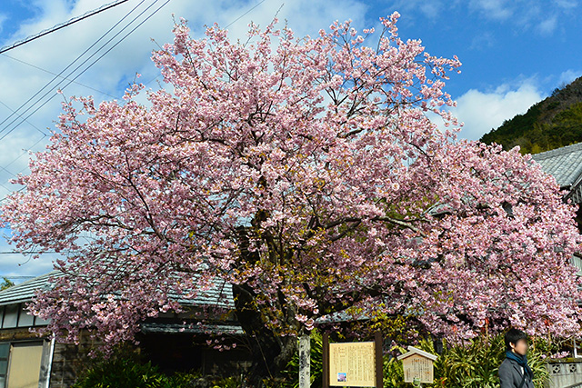 河津 桜 原木 の 苗