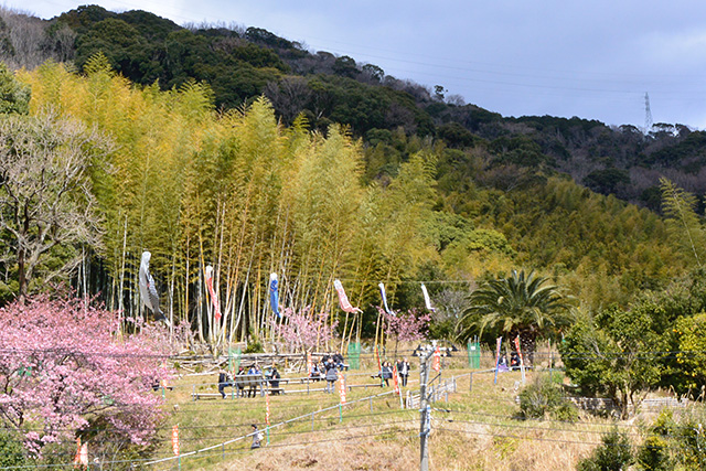 涅槃堂の桜見晴台