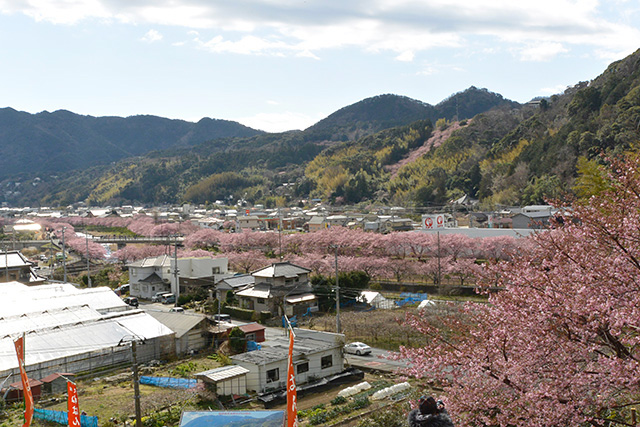 涅槃堂桜見晴台からの河津桜の俯瞰