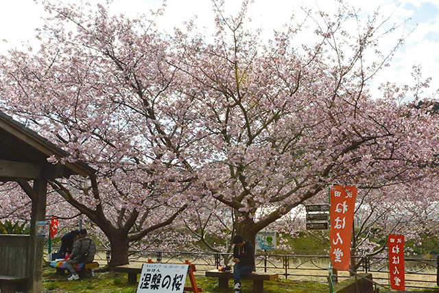 涅槃の桜