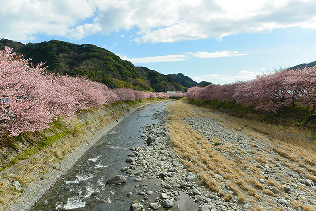 河津桜・峰小橋からの景観