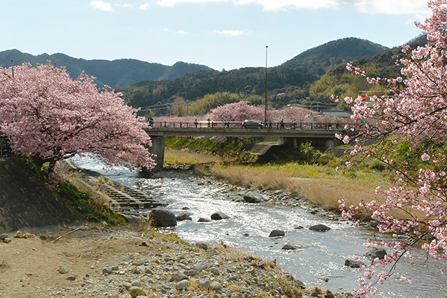 河津桜・かわづいでゆ橋