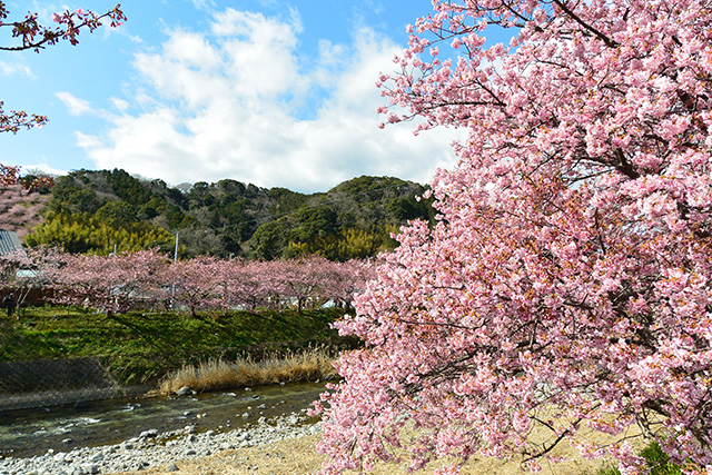 河津桜・かわづいでゆ橋付近