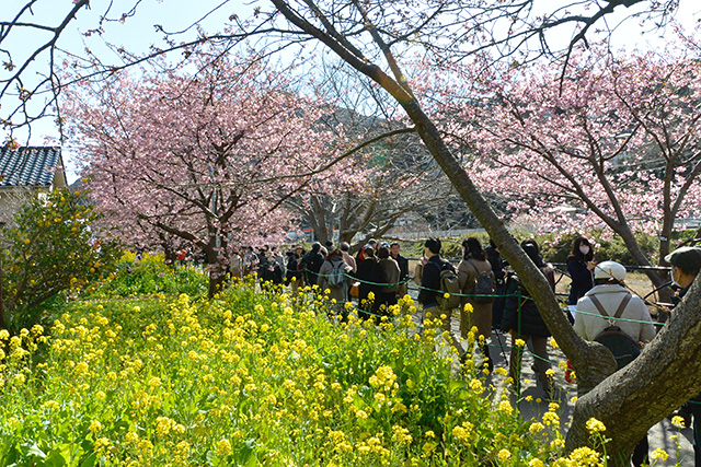 河津桜・菜の花ロード