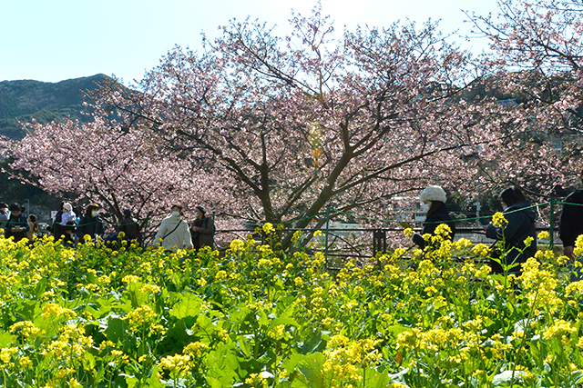 河津桜・菜の花ロード