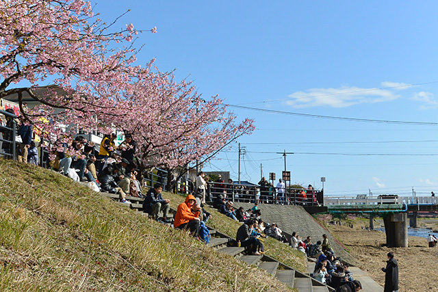 河津ざくら・荒倉橋