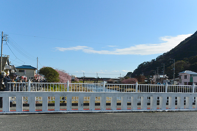 河津ざくら・荒倉橋