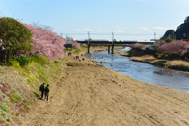 河津桜・荒倉橋付近の川辺