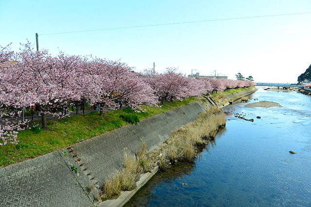 河津桜・館橋からの下流の景観