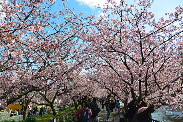 河津桜のトンネル