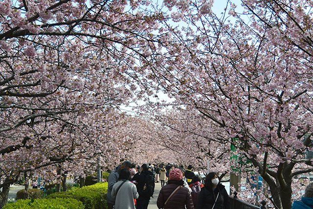 河津桜のトンネル