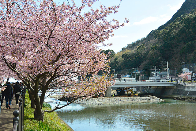 河津桜・館橋