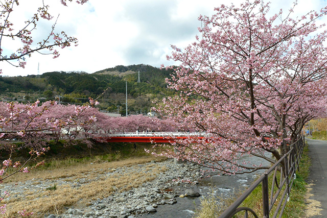 河津桜・峰小橋