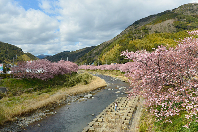 河津桜・かわづいでゆ橋から上流（峰小橋の方）の景観