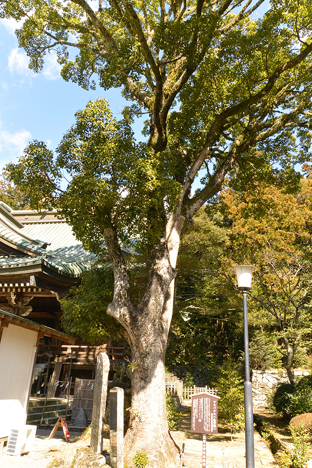 筑波山神社・マルバクス（丸葉楠）