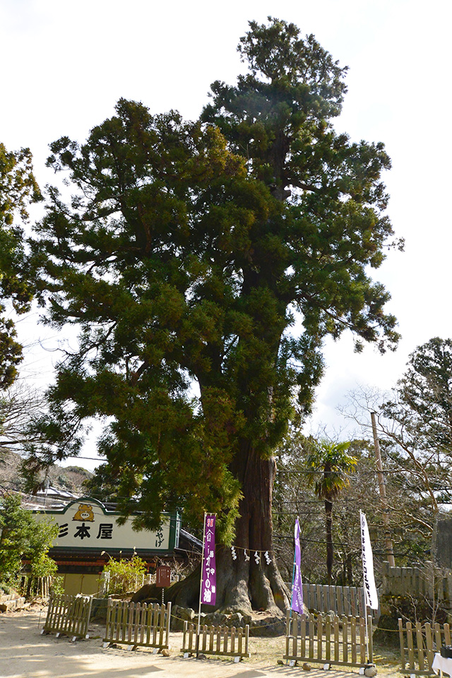 筑波山神社・大杉