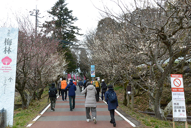 筑波山梅まつり