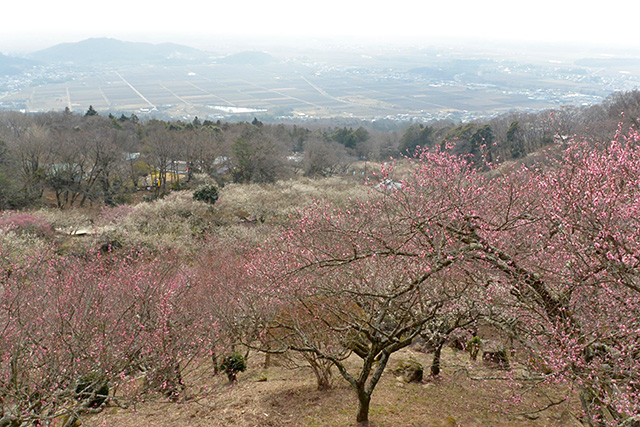 筑波山梅まつり