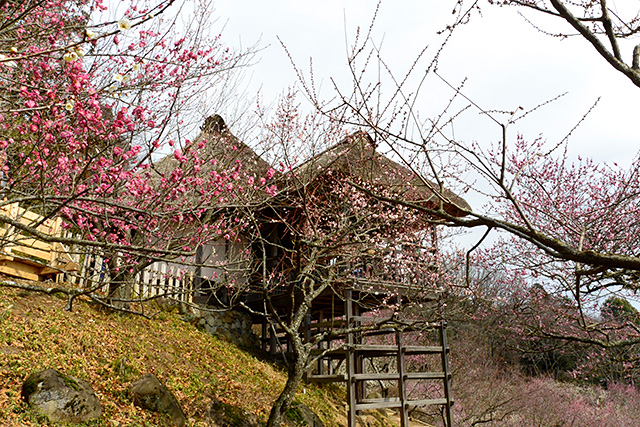 筑波山梅まつり・展望四阿