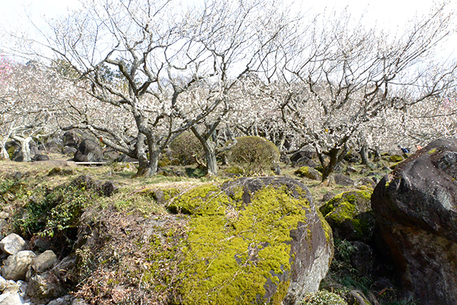 筑波山梅まつり