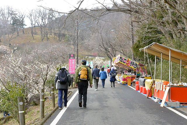 筑波山梅まつり