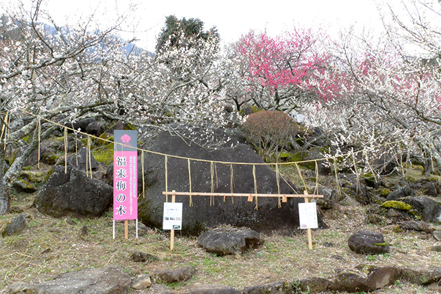 筑波山梅まつり・福来梅の木