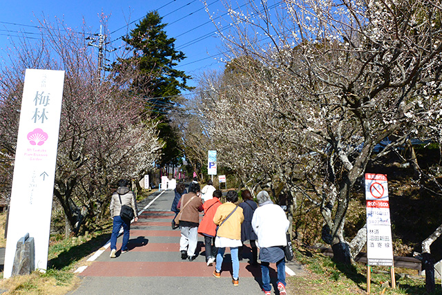 筑波山梅まつり