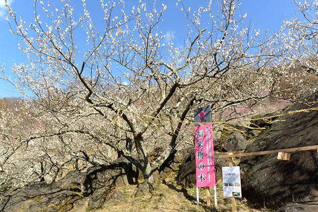 筑波山梅林・福来梅の木