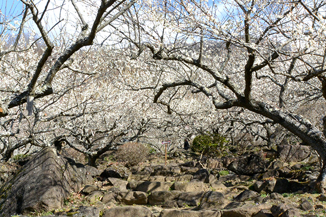 筑波山梅林