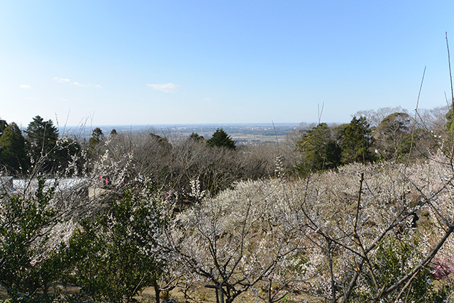 筑波山梅まつり